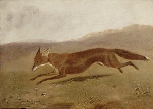 Der Fuchs